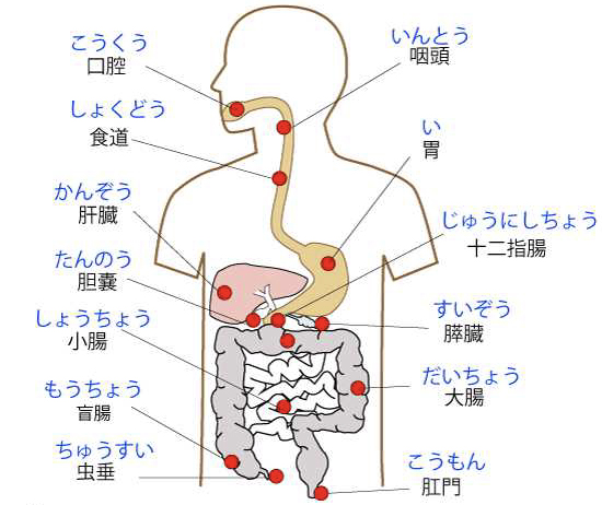 は と 器 消化 内科 京都市左京区修学院の鎮静大腸カメラ・経鼻胃内視鏡/あおき消化器内科クリニック